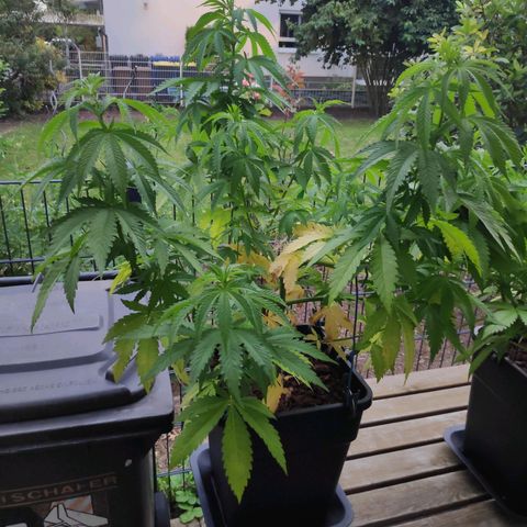 Queen #2 (Skunk) growlog timeline photo