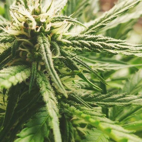 Sweet Cheese Auto #1 growlog timeline photo
