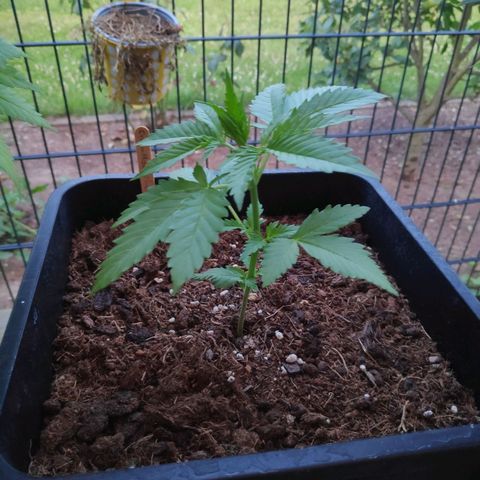Cream Mandarine XL Auto #3 growlog timeline photo