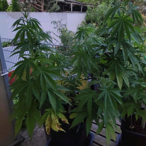 Queen #2 (Skunk) growlog timeline photo