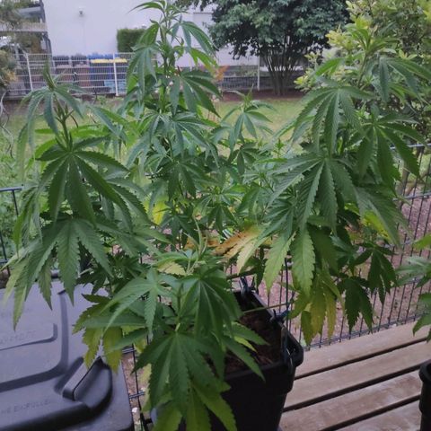 Queen #2 (Skunk) growlog timeline photo