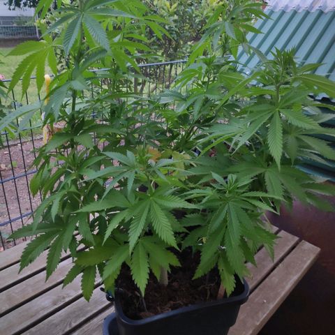 Queen #1 (Skunk) growlog timeline photo
