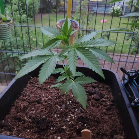 Cream Mandarine XL Auto #3 growlog timeline photo
