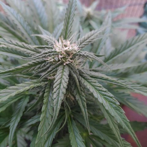 Sweet Cheese Auto #1 growlog timeline photo