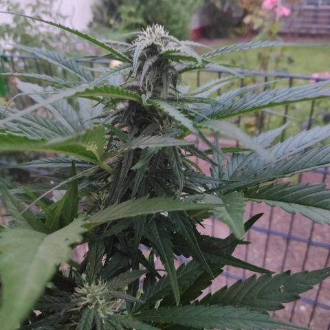 Sweet Cheese Auto #1 growlog timeline photo