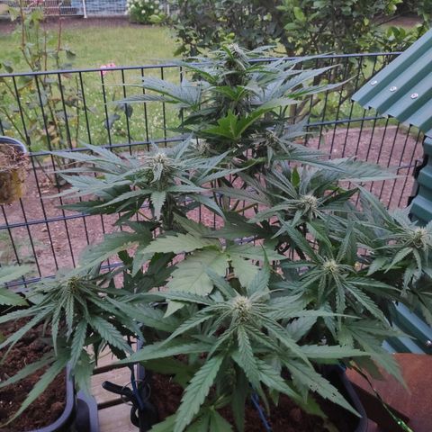 Sweet Cheese Auto #1 growlog timeline photo