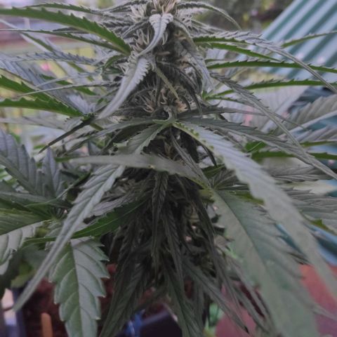 Sweet Cheese Auto #1 growlog timeline photo