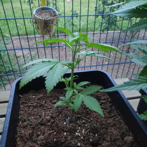 Cream Mandarine XL Auto #3 growlog timeline photo