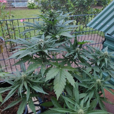 Sweet Cheese Auto #1 growlog timeline photo