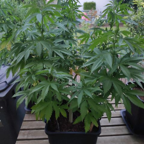 Queen #1 (Skunk) growlog timeline photo