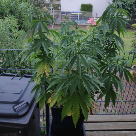 Queen #2 (Skunk) growlog timeline photo