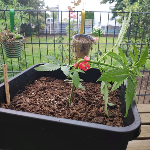 Cream Mandarine XL Auto #3 growlog timeline photo