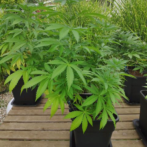 Queen #1 (Skunk) growlog timeline photo