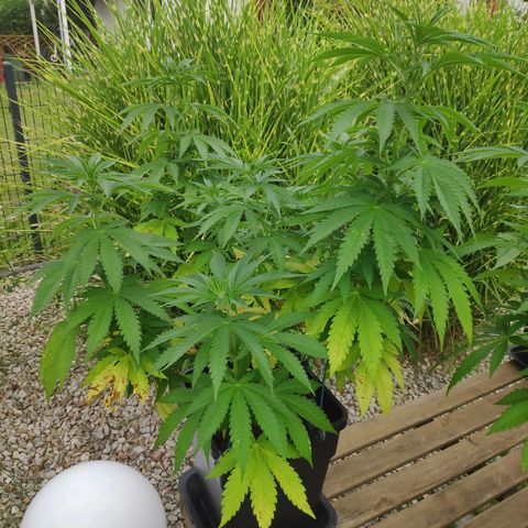 Queen #2 (Skunk) growlog timeline photo