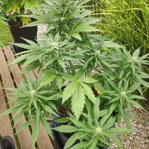 Sweet Cheese Auto #1 growlog timeline photo