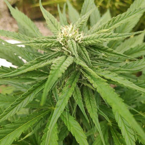 Sweet Cheese Auto #1 growlog timeline photo