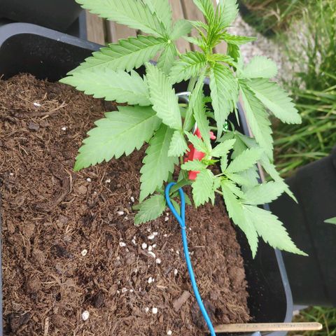 Cream Mandarine XL Auto #3 growlog timeline photo