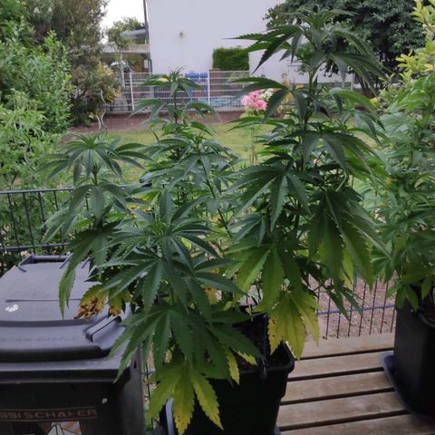 Queen #2 (Skunk) growlog timeline photo