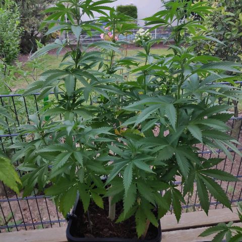 Queen #1 (Skunk) growlog timeline photo
