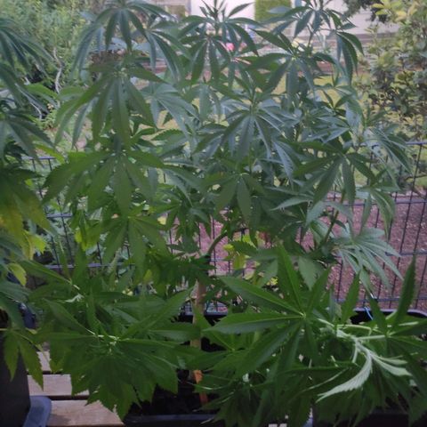 Queen #1 (Skunk) growlog timeline photo