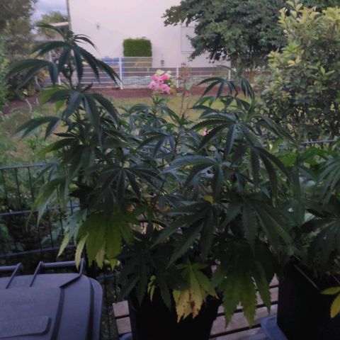 Queen #2 (Skunk) growlog timeline photo