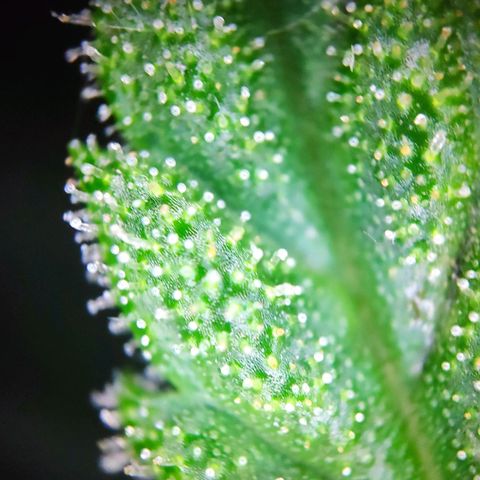Sweet Cheese Auto #1 growlog timeline photo