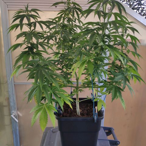 Queen #2 (Skunk) growlog timeline photo