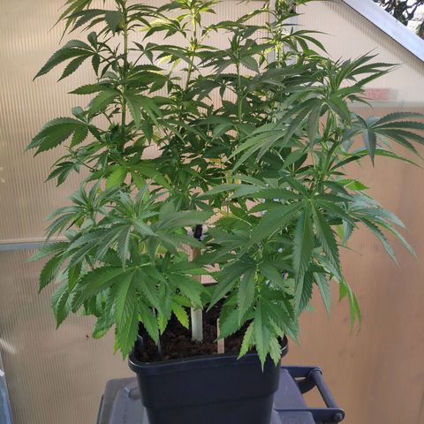 Queen #1 (Skunk) growlog timeline photo