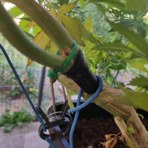 Queen #1 (Skunk) growlog timeline photo