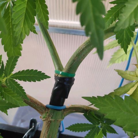 Queen #1 (Skunk) growlog timeline photo