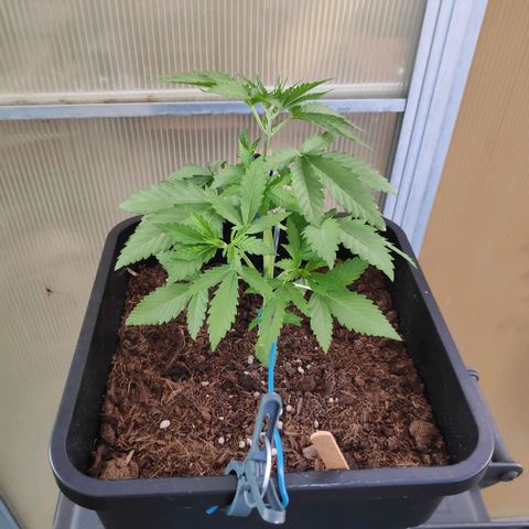 Cream Mandarine XL Auto #3 growlog timeline photo