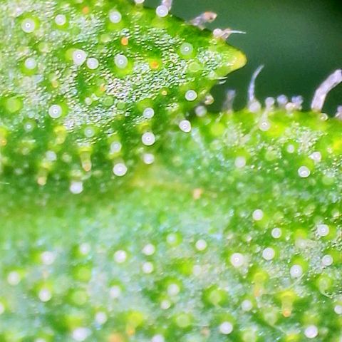 Sweet Cheese Auto #1 growlog timeline photo