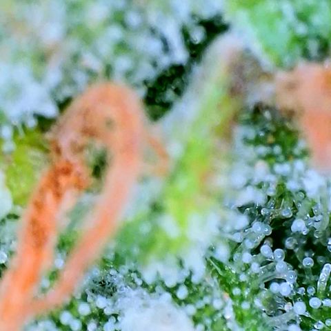 Sweet Cheese Auto #1 growlog timeline photo