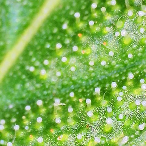 Sweet Cheese Auto #1 growlog timeline photo