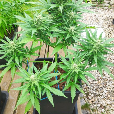 Sweet Cheese Auto #1 growlog timeline photo