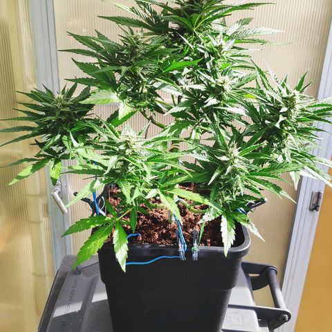 Sweet Cheese Auto #1 growlog timeline photo