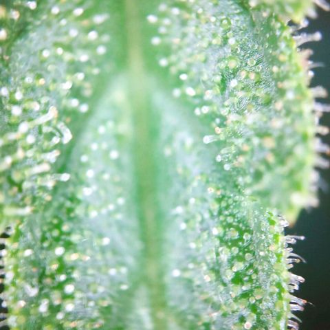 Sweet Cheese Auto #1 growlog timeline photo