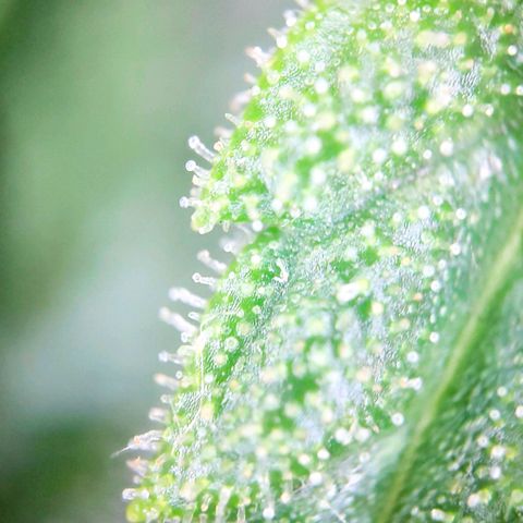 Sweet Cheese Auto #1 growlog timeline photo
