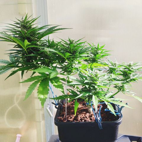 Sweet Cheese Auto #1 growlog timeline photo