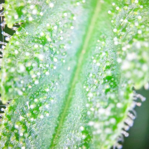 Sweet Cheese Auto #1 growlog timeline photo