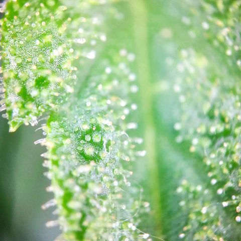 Sweet Cheese Auto #1 growlog timeline photo