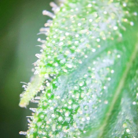 Sweet Cheese Auto #1 growlog timeline photo