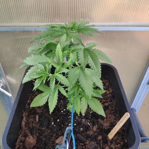 Cream Mandarine XL Auto #3 growlog timeline photo