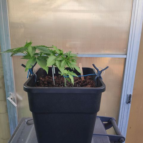 Cream Mandarine XL Auto #3 growlog timeline photo