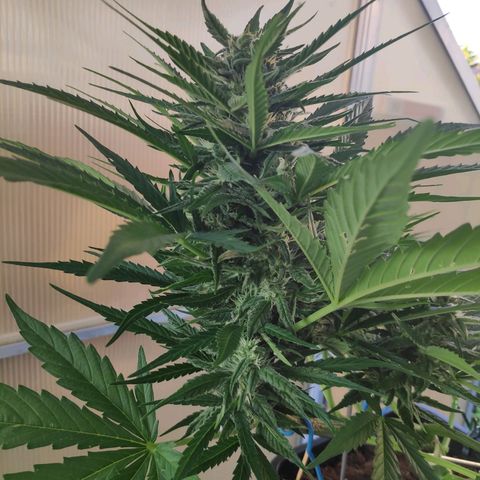 Sweet Cheese Auto #1 growlog timeline photo