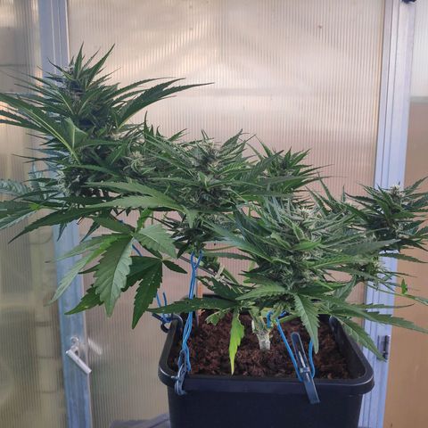 Sweet Cheese Auto #1 growlog timeline photo