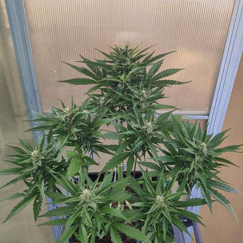 Sweet Cheese Auto #1 growlog timeline photo