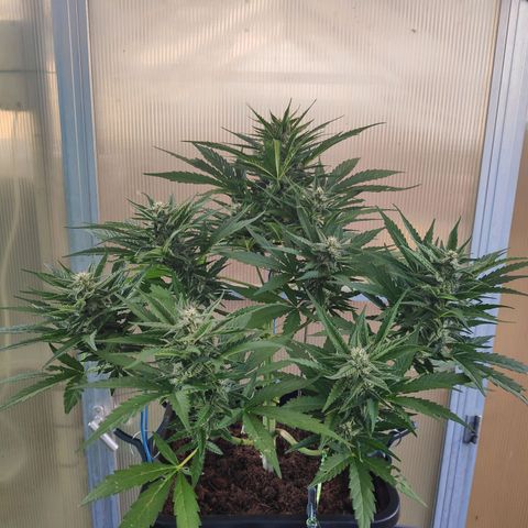 Sweet Cheese Auto #1 growlog timeline photo