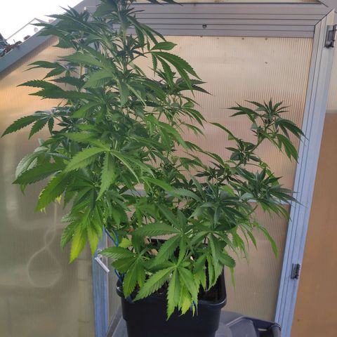 Queen #1 (Skunk) growlog timeline photo