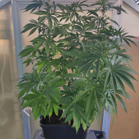 Queen #1 (Skunk) growlog timeline photo